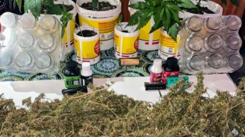 En el domicilio del detenido se secuestraron plantas y cogollos de marihuana. .