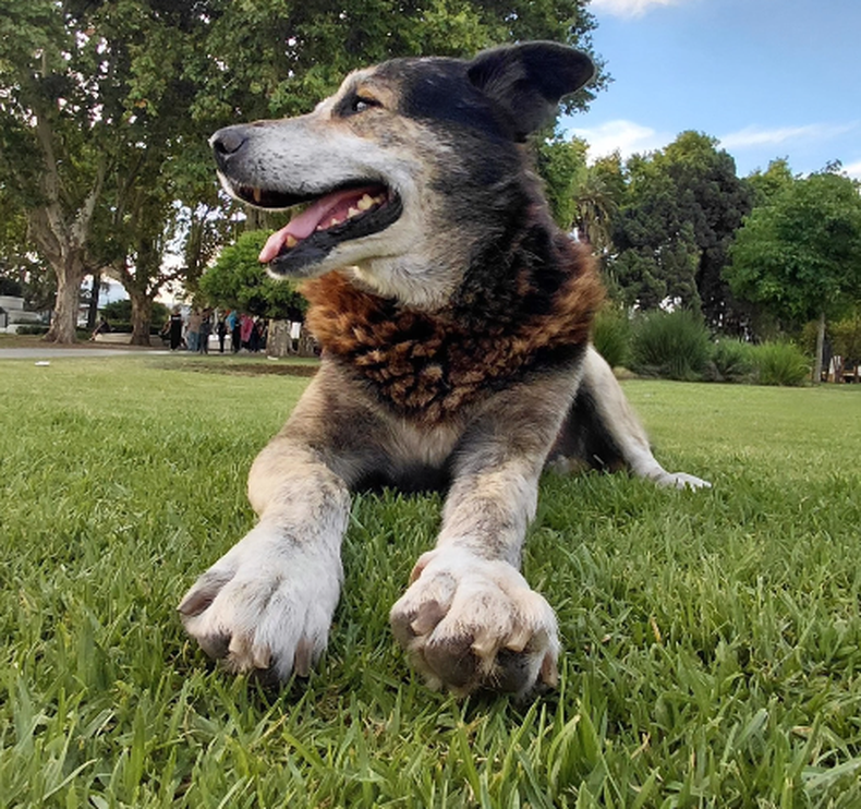 Homero,&nbsp; bautizado por los jóvenes como el perrito del centro, es la estrella de la Plaza 12 de Octubre.&nbsp;