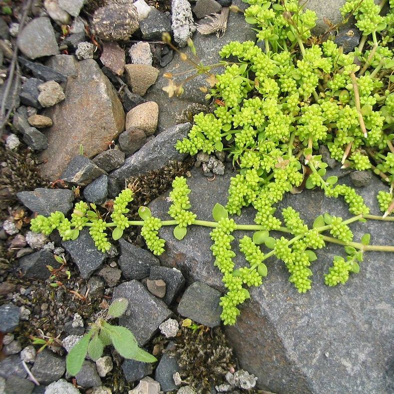 La planta medicinal de Libra es la Rompe Piedras. (cuerpomente).jpg