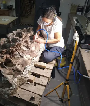Descubren en la Patagonia un nuevo dinosaurio gigante del Jurásico: Bicharracosaurus dionidei Descubren en la Patagonia un nuevo dinosaurio gigante del Jurásico: Bicharracosaurus dionidei