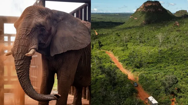 pupy ya tiene nuevo hogar: la elefanta del ecoparque porteno llego a un santuario en brasil
