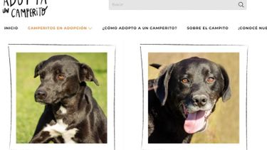 ONLINE. Los perros pueden adoptarse vía web..