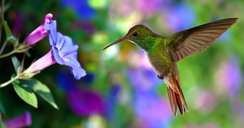 Su canto es una llamada para despertar la conciencia espiritual. (Salud180.com)..jpg