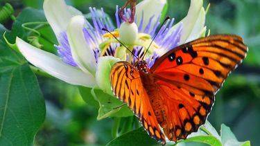 consejos para armar tu propio jardin de mariposas urbanas