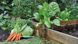 ¿Qué sembrar en mayo en la huerta?