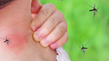 Pilar entre los 16 municipios bonaerenses que se encuentran en brote de dengue