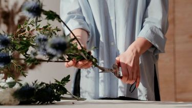 poda de arboles: lo que hay que saber y lo que no hay que hacer