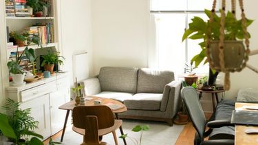 PLANTAS E ILUMINACIÓN. Dos de las claves para un hogar más saludable. .