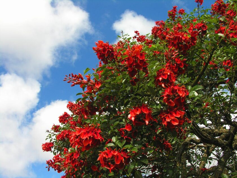Cada año, entre noviembre y febrero, florece. (todoarboles.com)..png