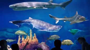 Una noche con los tiburones, una actividad de cupos limitados..