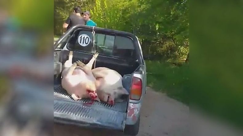 Esa camioneta es de una familia que vive en San Alejo, tiene una carnicería en la Avenida San Jorge. Es una falta de respeto a los compradores porque es inhumano matar animales así, jugar con la vida de ellos. Evelin..