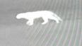 El animal detectado por las cámaras en Mayling. Sería un puma o un gato montés de gran tamaño. El animal detectado por las cámaras en Mayling. Sería un puma o un gato montés de gran tamaño.