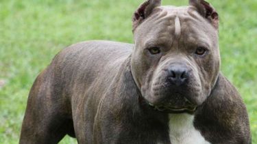 pitbull terrier, una raza que genera polemica