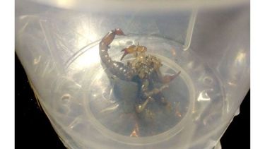 EJEMPLAR. Uno de los alacranes encontrado por una familia de Fátima..