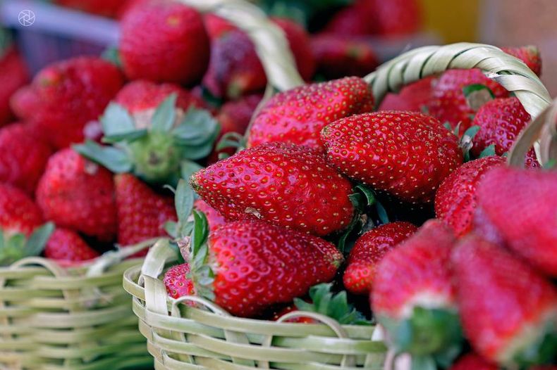 Llega a Pilar la Fiesta Pilarense de la Frutilla. (fiestasycaminos.com.ar).