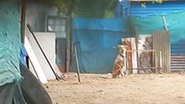Quisiera pedirles ayuda difundiendo un caso de maltrato animal por favor. Llevamos dos semanas haciendo denuncias en comisaría, fiscalía, Zoonosis por maltrato animal.&nbsp; En el barrio Agustoni, calle Baradero y esquina Chile 2800, hay una señora que tiene 4 perros encadenados en total estado de desnutrición. No se puede entrar y sacar a los animales porque cerraron con chapas y lona todo el perímetro. Una vecina hizo un agujero y sacó fotos y videos. San Acosta