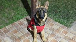 Playa de estacionamiento / Bar La Alhambra / perro perdido (foto)