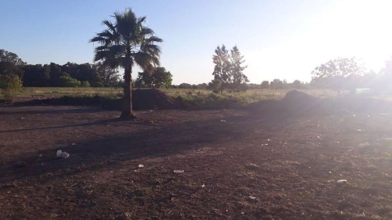 El terreno alisado. De fondo, la palmera plantada por los vecinos hace 15 años (foto: Víctor Lescano)..