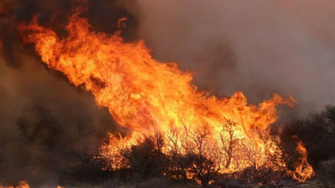 Así es el nuevo proyecto de Google para detectar rápidamente incendios forestales
