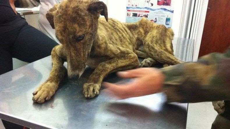 ABERRANTE. Los perros rescatados estaban en estado de salud crítico..