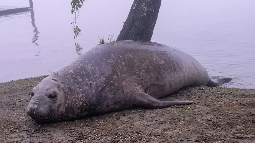 En horas de la noche el animal volvió al agua y su rastro se perdió.