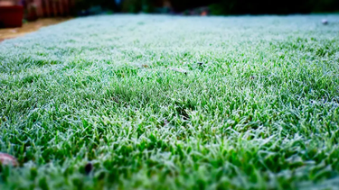 como cuidar el cesped en invierno: estrategias esenciales