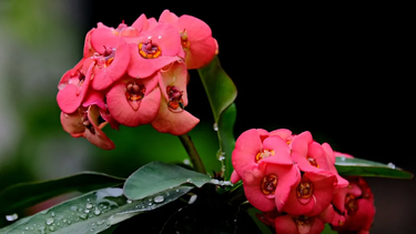plantas de la pascua: la suculenta corona de cristo o espinas de cristo