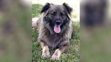 Pilar a Diario | Quisiera pedirles si es posible publicar las fotos sobre la búsqueda de esta perrita. Su familia se mudó y quedó en barrio Santa María de km 50,500 Pilar. Muy pocos vecinos la alimentamos. La hicimos castrar, vacunar y tenía collar antipulgas. No era de i