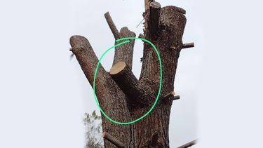 Están tirando un árbol que dicen seco en un terreno que no es propio. Homero, a media cuadra de ruta 8, Del Viso. En la foto se ve que no está seco. Y además daba piñas. Ya tiraron otros 4 el año pasado. Paren la masacre. María Carbone / @MVCarbone.