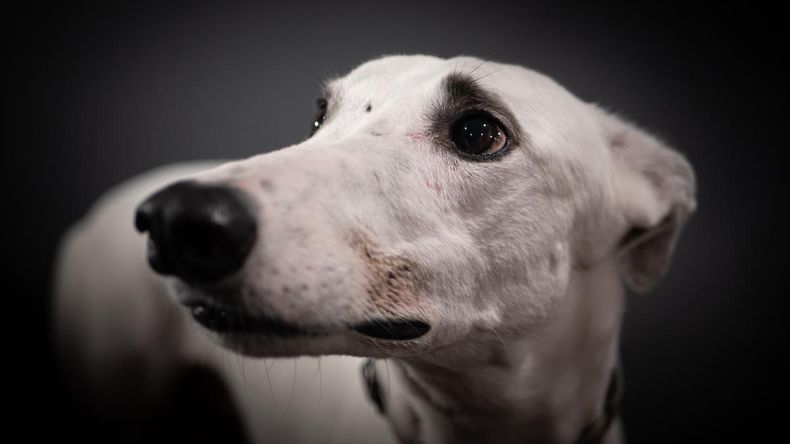 Generaremos conciencia sobre el maltrato de los galgos. (eldiarioar.com)..jpg