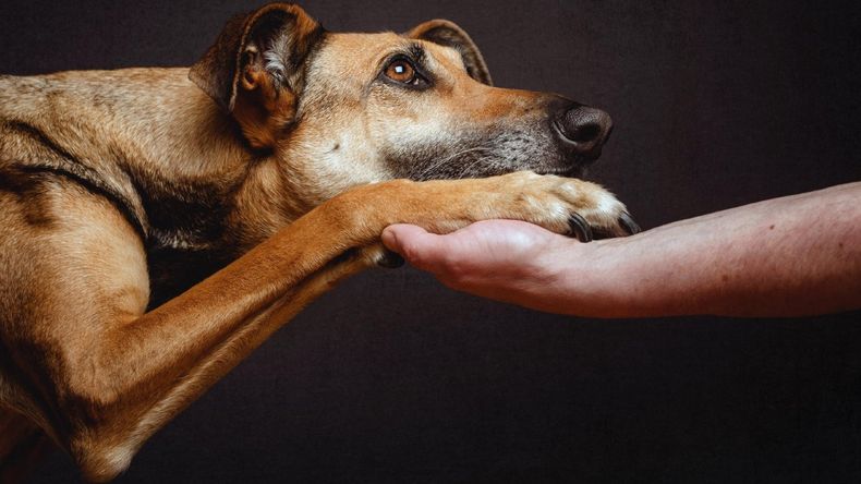 Día Mundial del Galgo. (remetevet.hu)..jpg