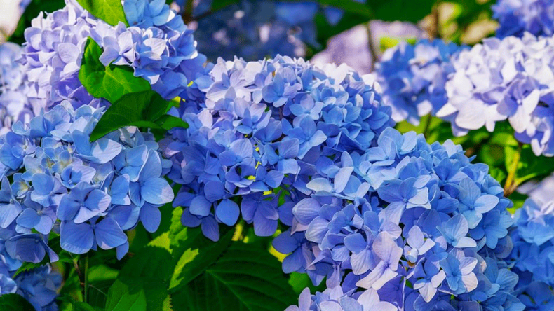 f800x450 121713_173159_5050.png
