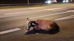El ciervo que fue herido este miércoles en el ramal Campana de la Panamericana. El ciervo que fue herido este miércoles en el ramal Campana de la Panamericana.