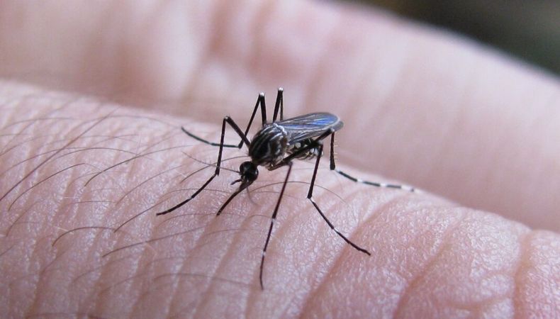 INVASIÓN. Los mosquitos llegaron para quedarse. &nbsp;