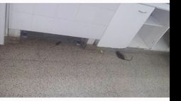 PELIGROSO. Los cuerpos de las ratas envenenadas continúan tirados en la cocina de la Escuela 36..