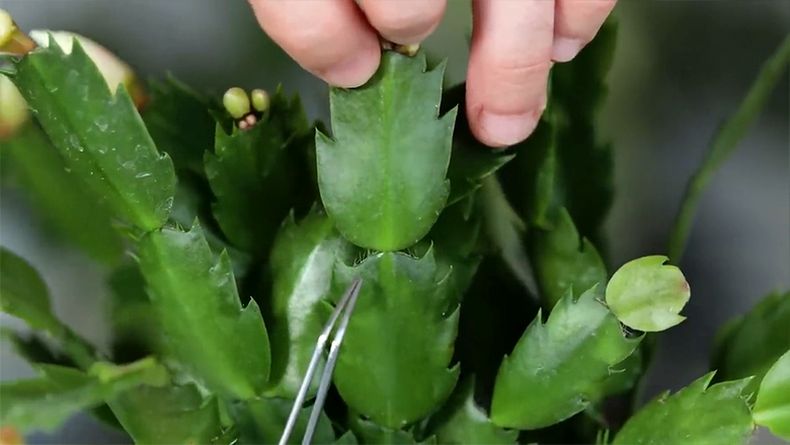 Cuidados del Cactus de Pascua.  (Pinterest)..jpg