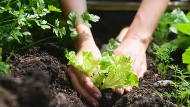 la huerta en primavera: consejos y tareas para octubre