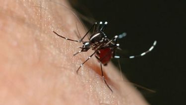Mosquito, el agente transmisor..