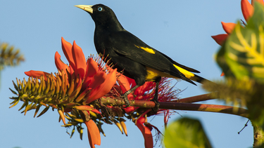 Descubrí el Japiim, el ave que imita a más de 20 especies en la Amazonia