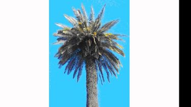 La palmera más alta