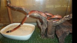 MASCOTA. La falsa coral de Sinaloa, mascota de Eduardo..
