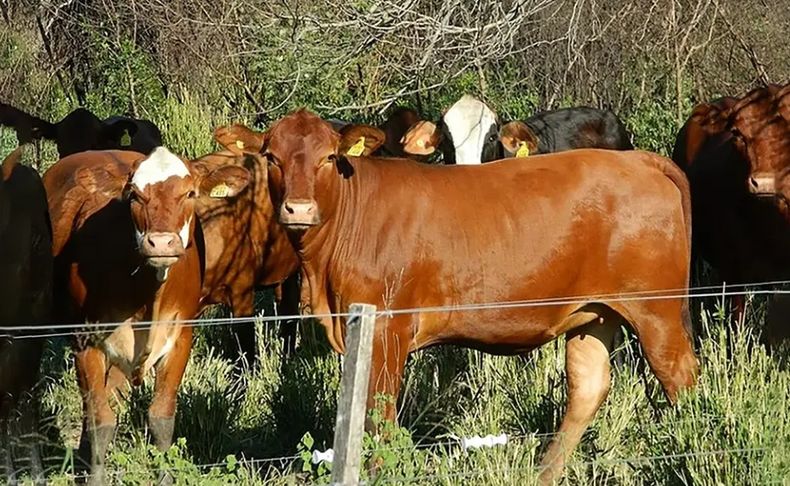 Las vacas robadas en Matheu aparecieron en Zelaya.