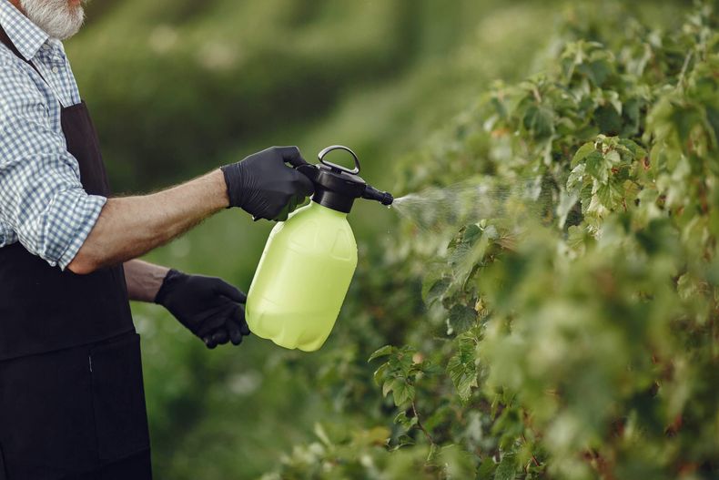Los remedios caseros pueden evitar y erradicar las plagas en tus plantas. (Infocampo)..jpeg