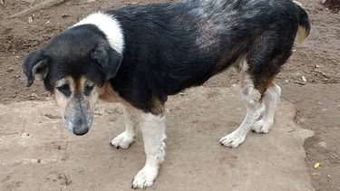 Guillermina, en adopción