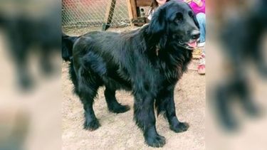 Rosita Hawryszczuk. Se perdió en Río Luján, es una Golden, se llama Gala, por lo que sabemos la llevó un auto sobre Mitre. Gracias..