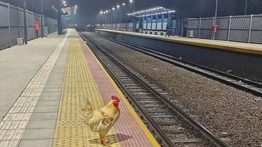 De pronto flash