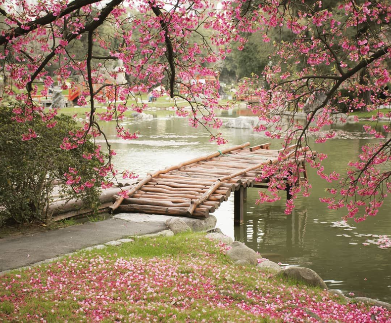 La vida en rosa. (jasmasmall.blogspot.com)..png