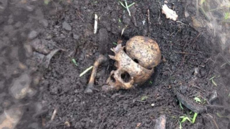SORPRESA. El cráneo hallado por una vecina en el jardín de su casa. .