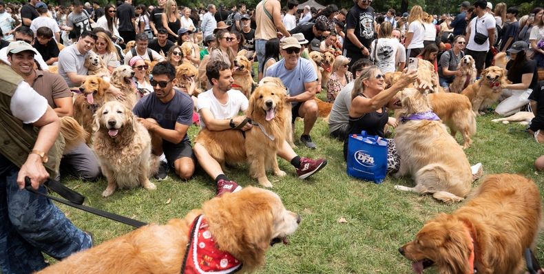 La juntada de 2397 golden retriever en Palermo batió un récord mundial. (Xinhua/Martín Zabala).