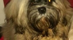 More, Shih Tzu de ocho meses, perdida